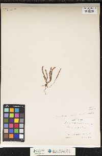 Image of Cochlidium serrulatum