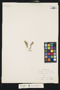 Trichomanes draytonianum image