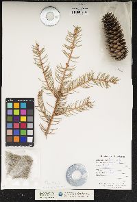 Picea abies image