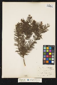 Image of Taxus baccata