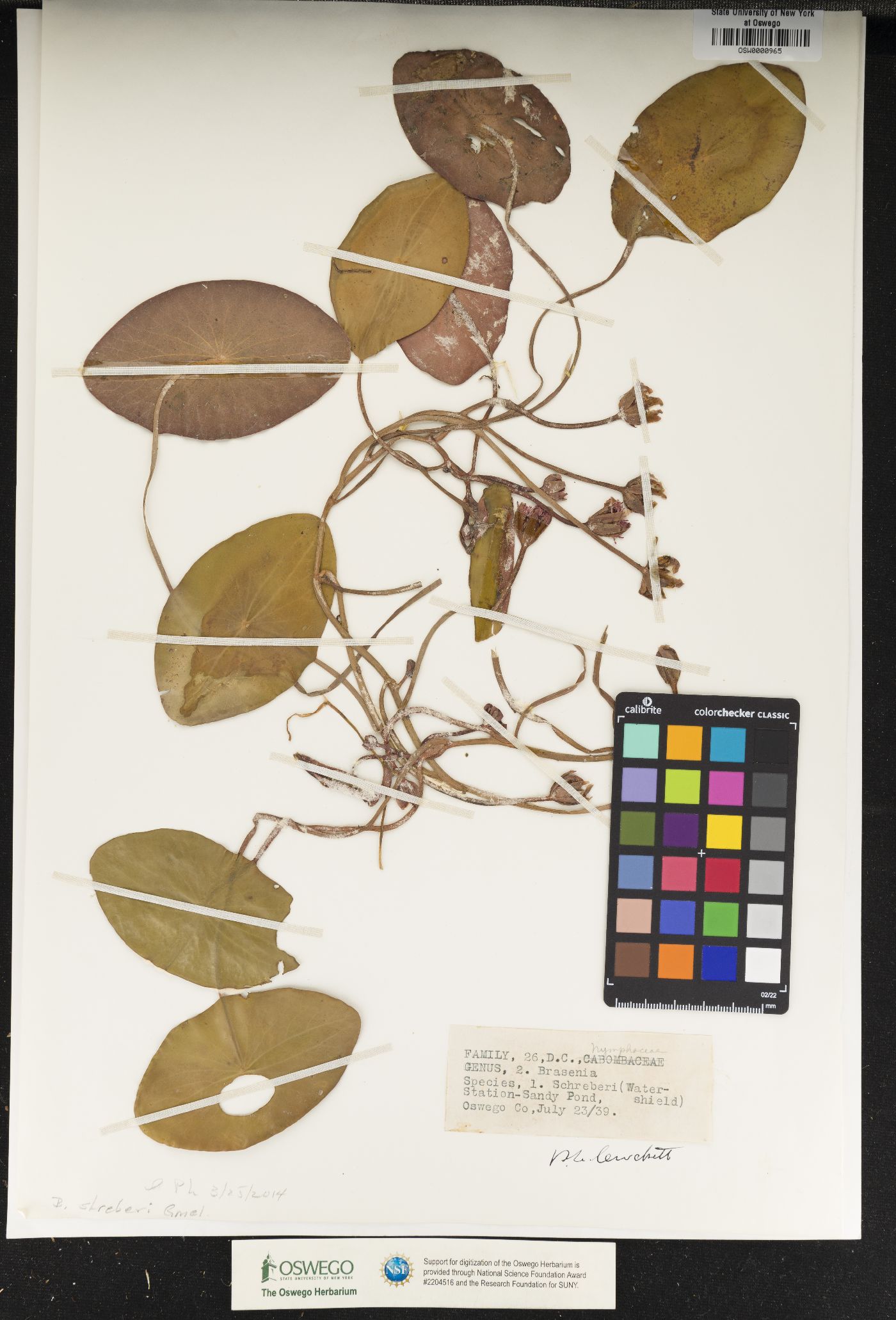Cabombaceae image