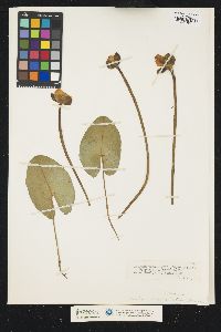 Nuphar lutea ssp. pumila image