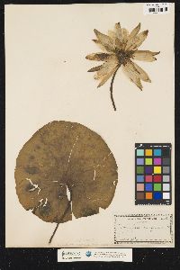 Nymphaea odorata ssp. odorata image