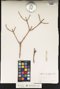 Viburnum lantana image