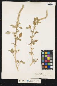 Image of Amaranthus palmeri