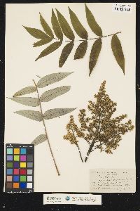 Rhus glabra image