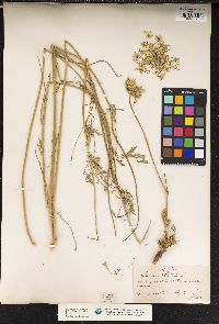 Daucus carota image