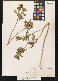 Image of Thaspium trifoliatum