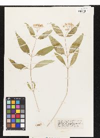 Asclepias quadrifolia image