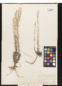 Image of Artemisia carruthii