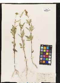 Bidens vulgata image