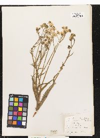 Crepis capillaris image