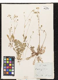 Image of Crepis neglecta