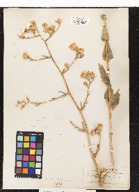Image of Crepis pannonica