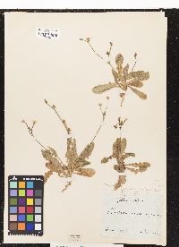 Image of Crepis zacintha