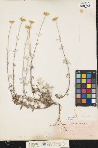 Image of Eriophyllum lanatum