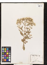 Image of Eupatorium lancifolium