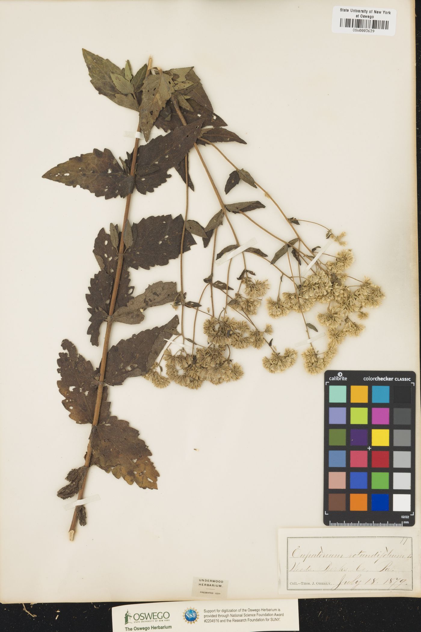 Eupatorium rotundifolium image