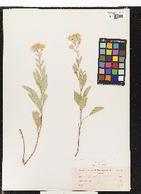 Image of Eurybia radulina