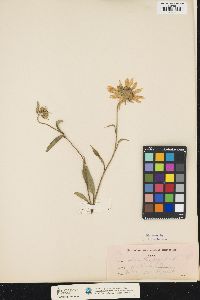 Helianthus giganteus image