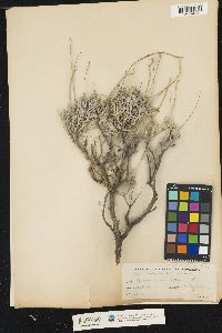Image of Parthenium argentatum