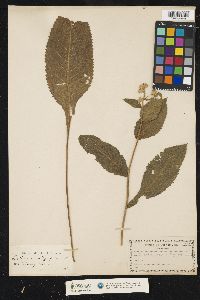 Image of Parthenium integrifolium
