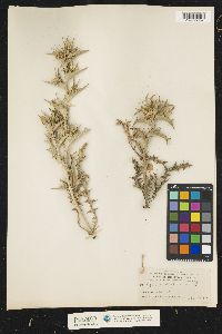 Image of Scolymus hispanicus