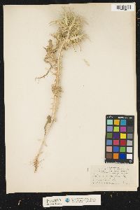 Image of Scolymus maculatus