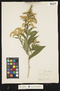 Solidago altissima image