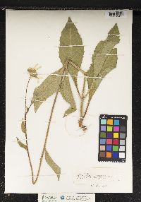 Image of Silphium asteriscus