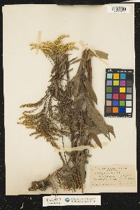 Solidago juncea image