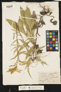 Solidago juncea image