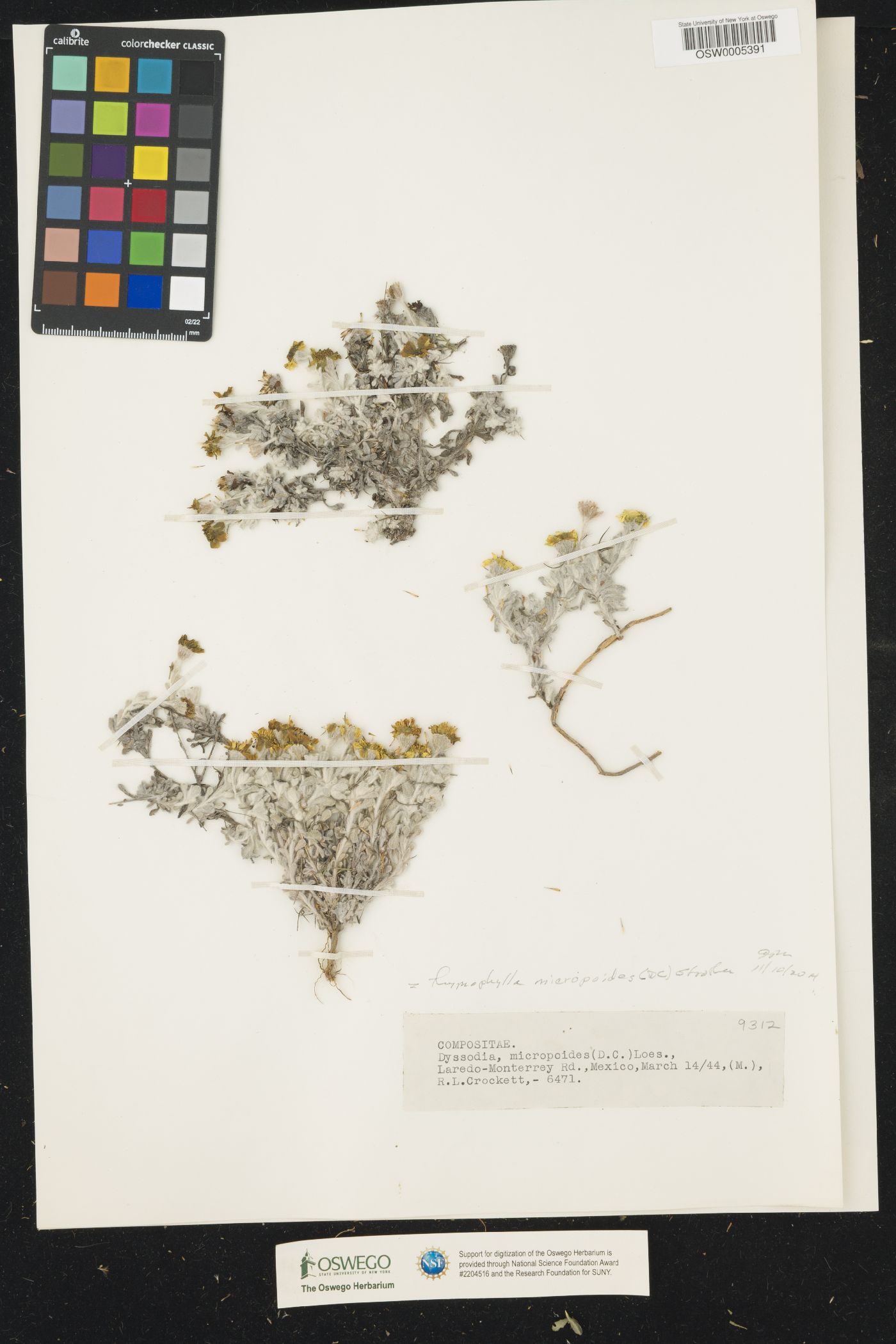 Thymophylla micropoides image