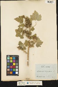 Xanthium strumarium image