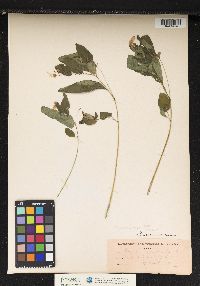 Image of Impatiens pallida