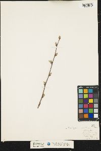 Betula alleghaniensis image