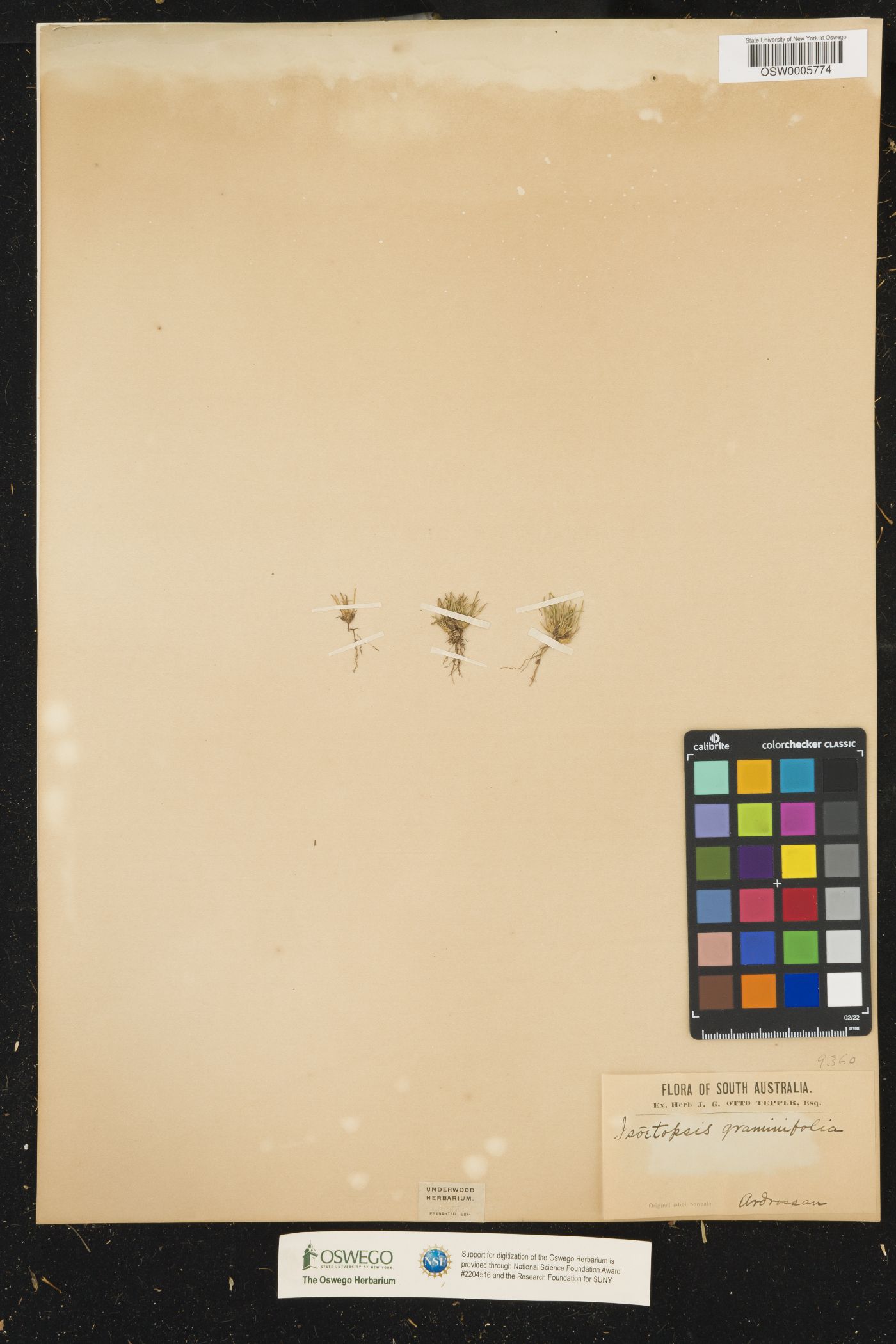 Isoetopsis graminifolia image