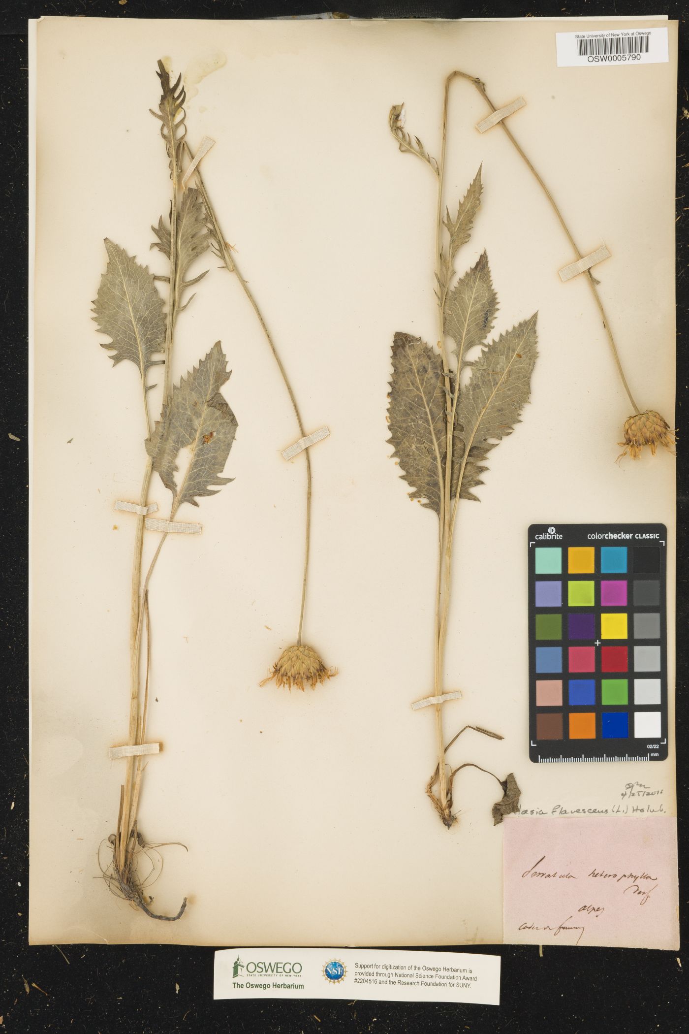 Acacia flavescens image