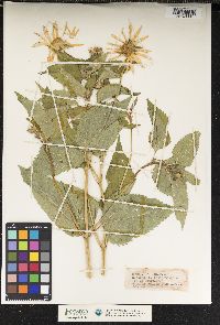 Heliopsis helianthoides image