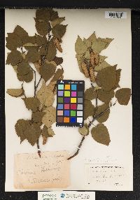 Betula papyrifera var. cordifolia image