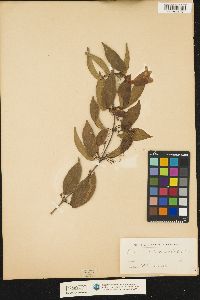 Image of Bignonia capreolata