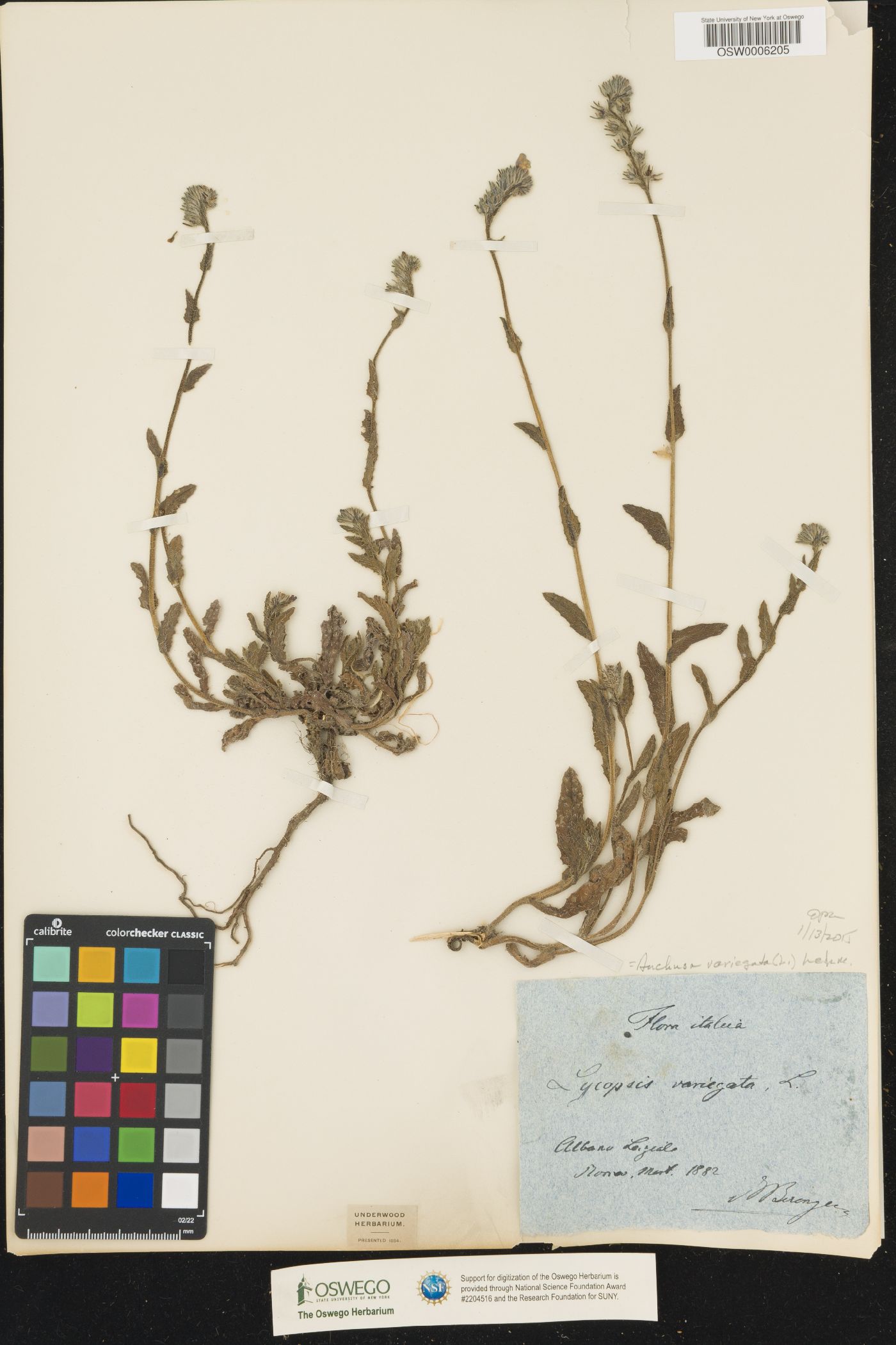 Anchusella variegata image