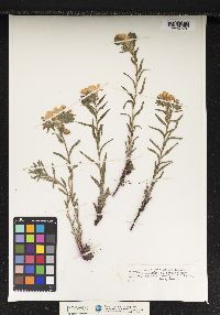 Lithospermum caroliniense var. caroliniense image