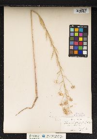 Image of Thelypodium integrifolium