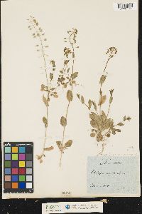 Image of Microthlaspi perfoliatum
