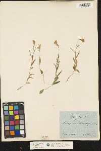 Campanula scheuchzeri image