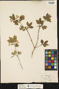 Lonicera canadensis image