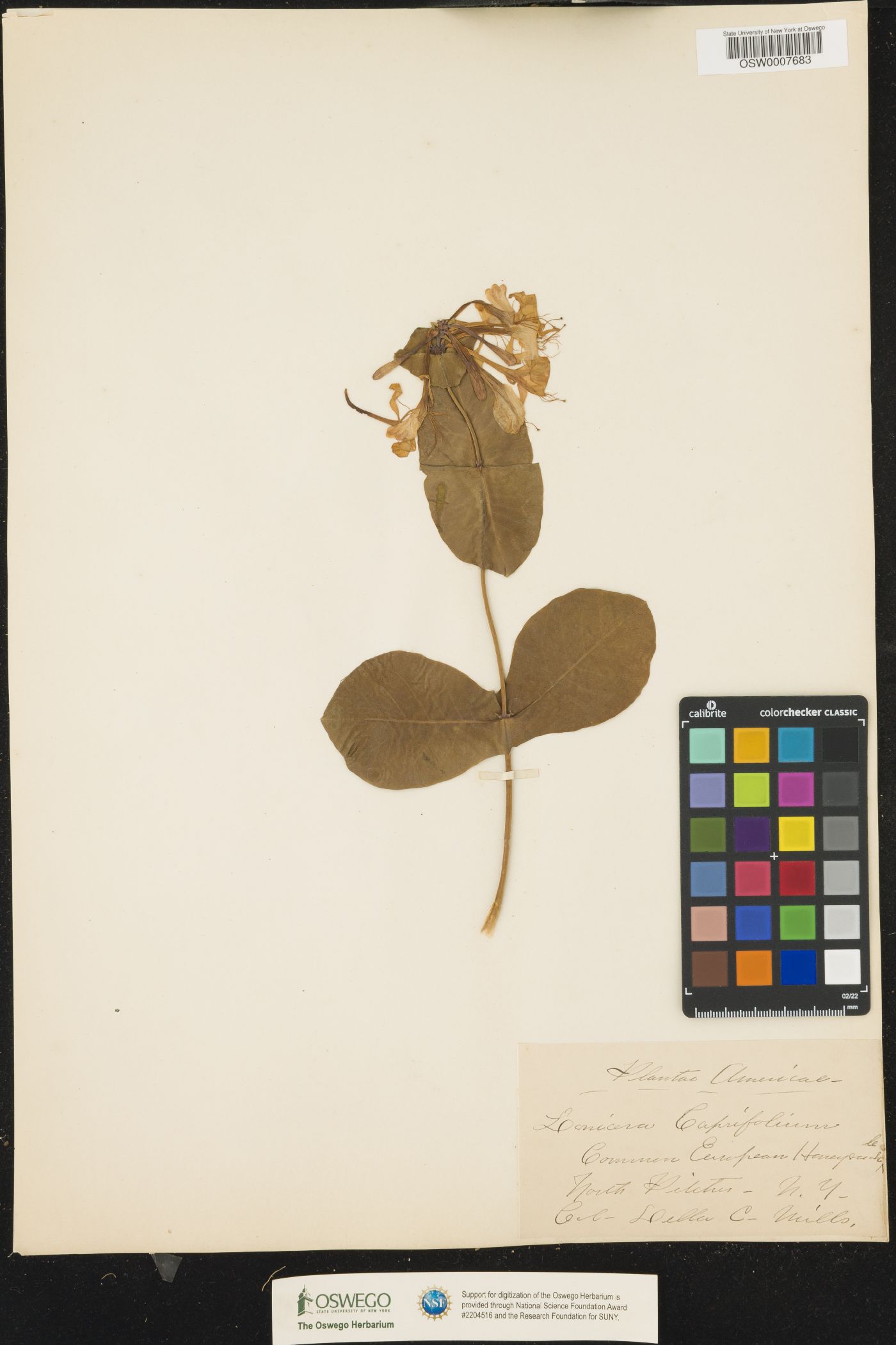 Lonicera caprifolium image