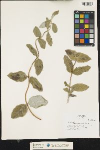 Lonicera dioica image