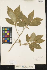 Image of Lonicera alpigena